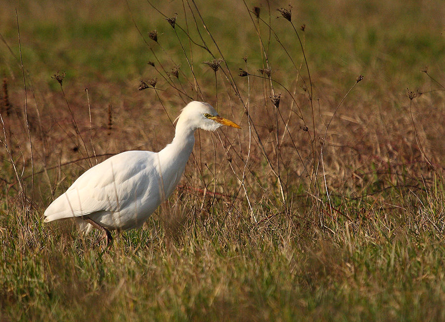 Airone bianco